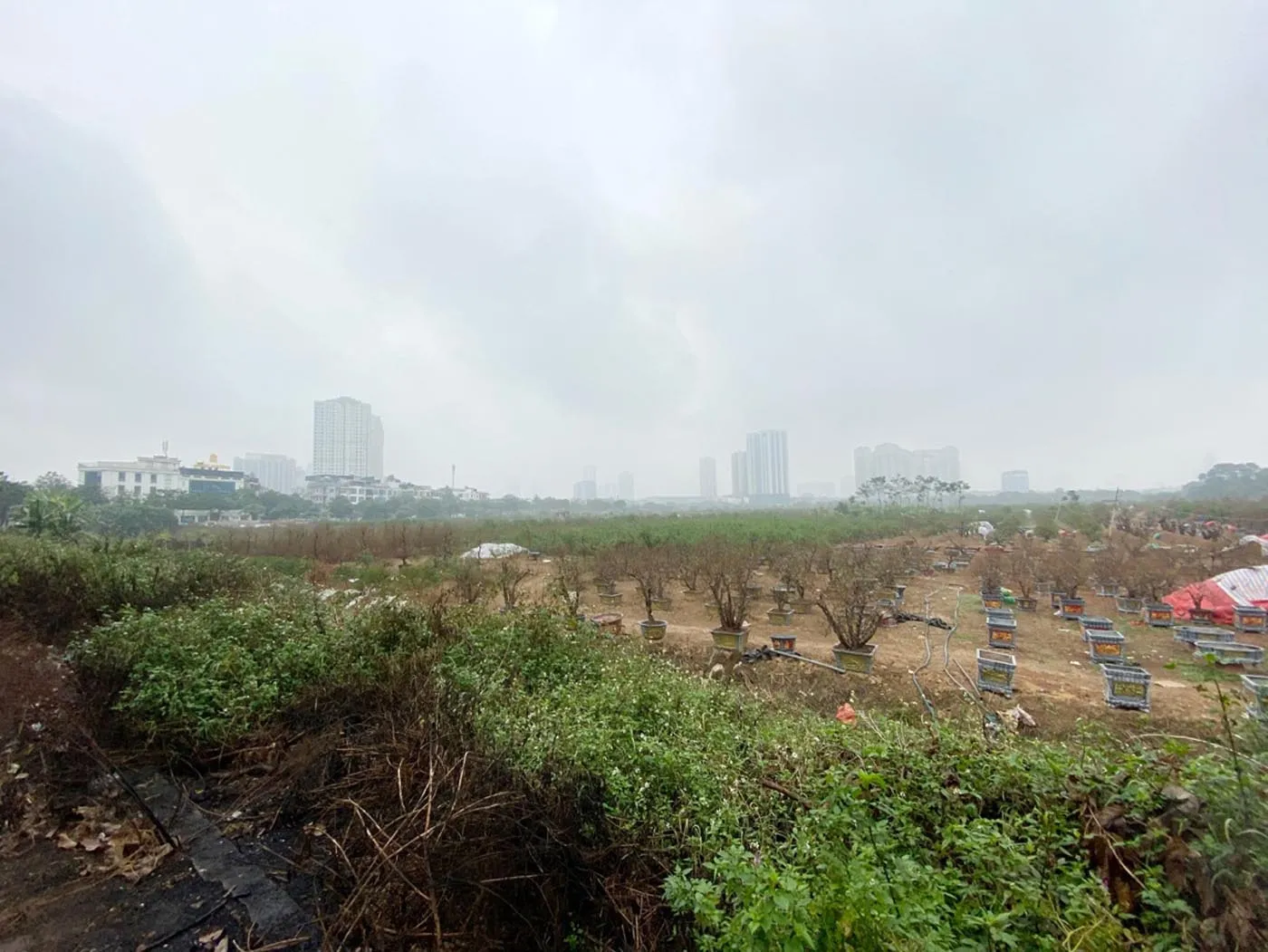 Đất quy hoạch công viên trở thành bãi hoang và được tận dụng trồng đào phục vụ dịp tết Nguyên đán tại phường Văn Khê, quận Hà Đông, TP Hà Nội