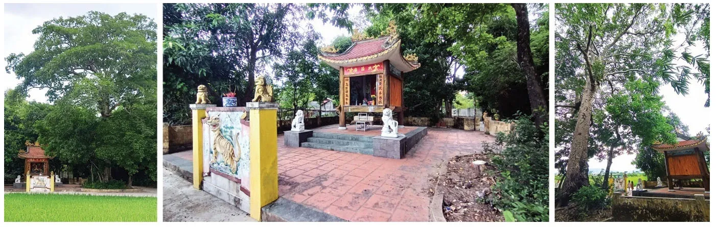 Miếu Thái Giám và cây Trầm trên 100 tuổi