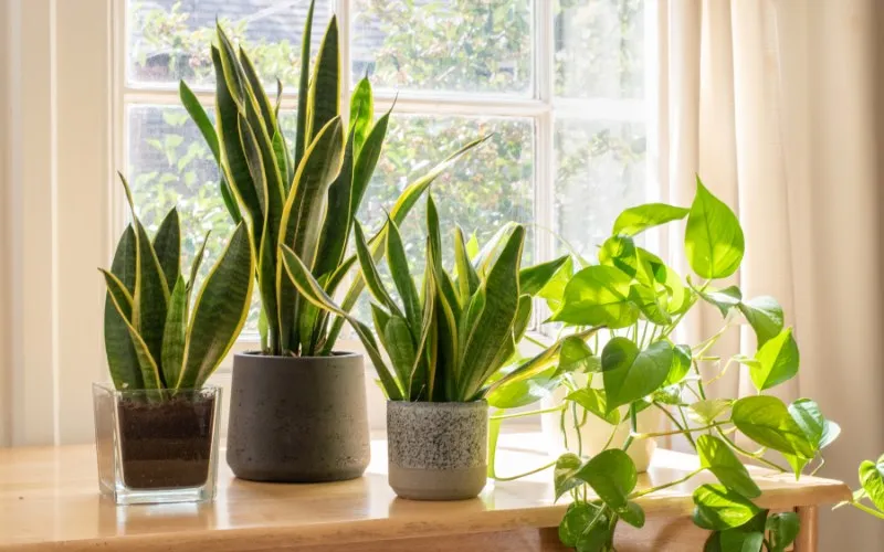 Cây lưỡi hổ trong thiết kế phòng tắm tối giản