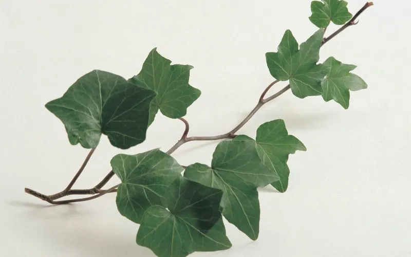Phòng tắm sinh thái với hệ thống tuần hoàn nước