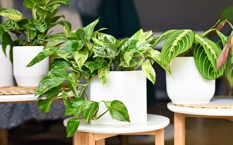 Phòng tắm phong cách Japandi với cây xanh